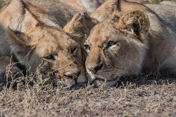 lion and lioness cubs