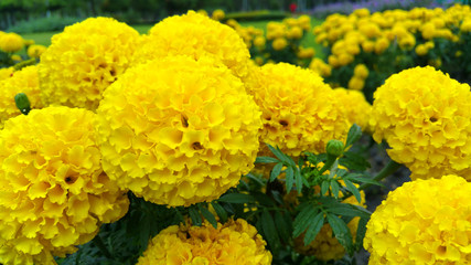 Tagetes erecta in the garden