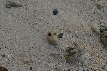 coral stone in the sand