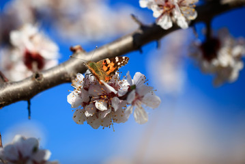 Butterfly in nature. Insect on blossom flower. Blooming cherry tree in the garden. Cherry flowers close up. Natural blurred background.
