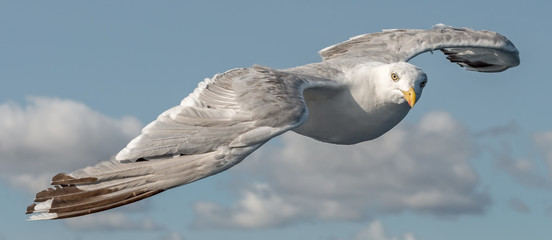 herring gull