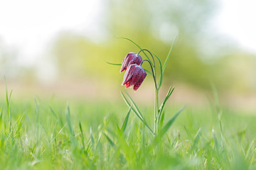 Charming spring Fritillaria meleagris flower in natural ecosystems. spring ephemeroid flower Fritillaria meleagris in natural ecosystems - landscape reserve 