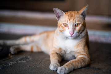 Fototapeta premium Blurred brown and white cat lay down on the floor and look forward.Brown cat with black eyes sitting on the floor.