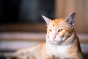 Blurred brown and white cat lay down on the floor and look forward.Brown cat with black eyes sitting on the floor.