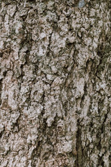 Image of the surface of the bark, close-up, to see details