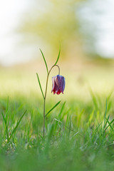 Charming spring Fritillaria meleagris flower in natural ecosystems. spring ephemeroid flower Fritillaria meleagris in natural ecosystems - landscape reserve 