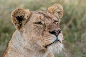 portrait of a lion face