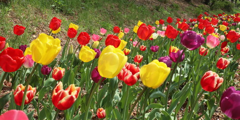Naklejka premium field of colorful tulips