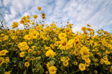 Obraz premium Yellow blooming chrysanthemum with blue sky background.Fields of beautiful blooming chrysanthemum.