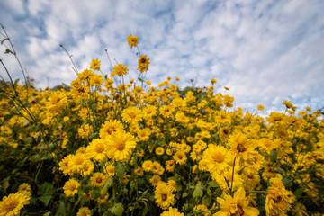Obraz premium Yellow blooming chrysanthemum with blue sky background.Fields of beautiful blooming chrysanthemum.