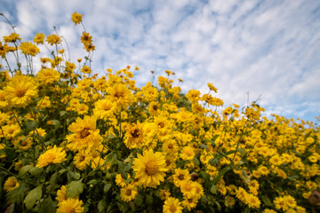 Yellow blooming chrysanthemum with blue sky background.Fields of beautiful blooming chrysanthemum.