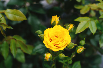 Photo of a beautiful yellow rose in handsome garden