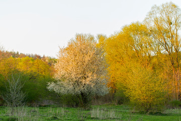 Fototapeta premium Wonderful flowering cherry plum tree (Prunus cerasifera) in the background of young greenery in evening light