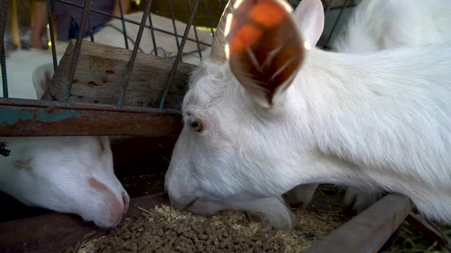 goats are eating forage in the farm, su02