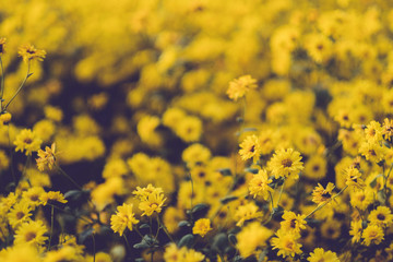 Obraz premium Yellow blooming chrysanthemum with blue sky background.Fields of beautiful blooming chrysanthemum.