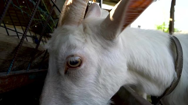 goats are eating forage in the farm, su02