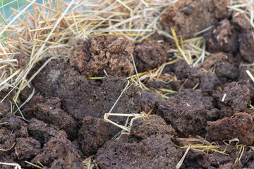 homemade organic fertilizer at the garden