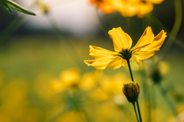 Yellow cosmos blooming, closeup cosmos, isolate yellow cosmos