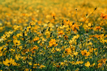 Yellow cosmos blooming, closeup cosmos, isolate yellow cosmos