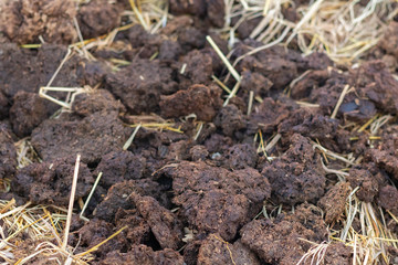 homemade organic fertilizer at the garden