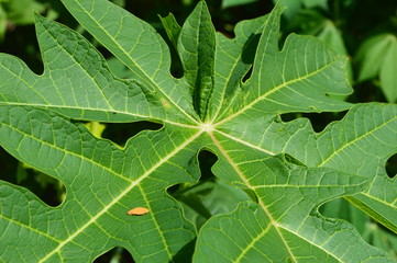 unique shape and texture of green leaves