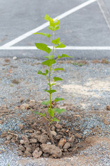 homemade organic fertilizer at the garden
