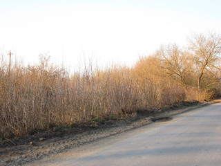 Spring landscape shrubs along the road