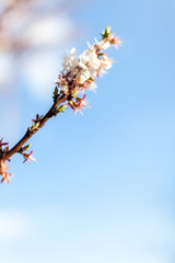 Blossoming apple after rain on spring background. Space for text