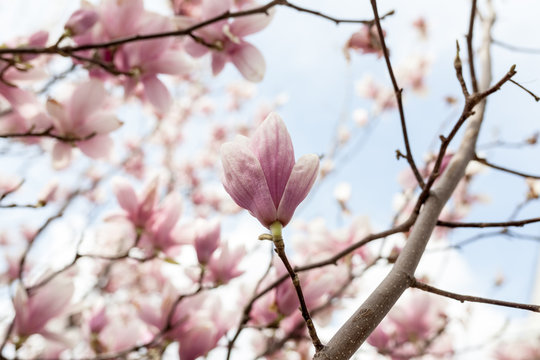 Closeup of magnolia tree blossom with blurred background and warm sunshine