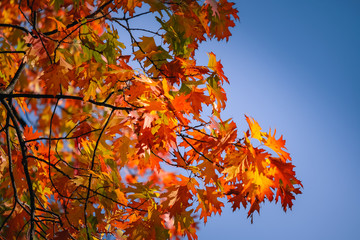 Fototapeta na wymiar Colorful of Maple leaves on maple tree in autumn season with blue sky background
