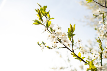 Blooming cherry tree. Spring background.