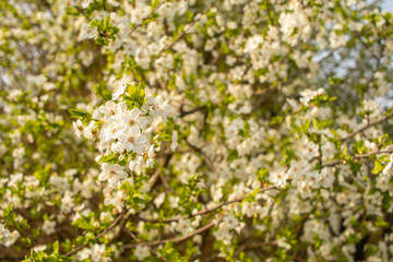 Blooming cherry tree. Spring background.
