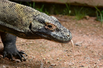 Komodo dragon. Wangetti. Queensland. Australia