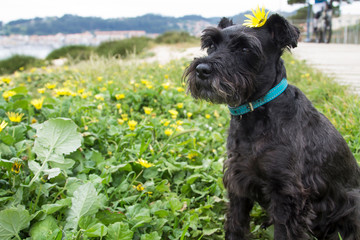 black dog in field of daisy flowers