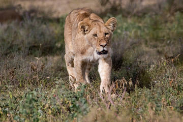 young lion walking in the savannah