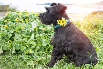 black dog in field of daisy flowers