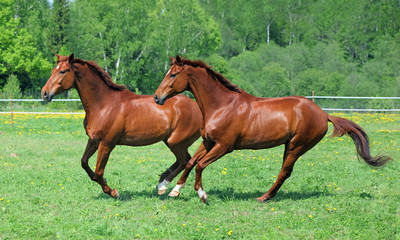 Pair Thoroughbred race horse galloping on a summer meadow
