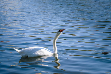 closeup white swan in the river