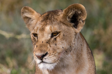 portrait of a lion