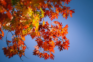 Colorful of Maple leaves on maple tree in autumn season with blue sky background