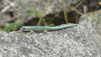 gecko