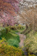 small winding creek with cherry blossoms in full bloom