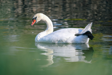 closeup white swan in the river