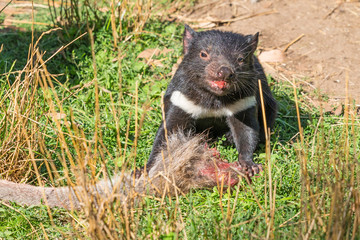 Tasmanian Devil Feeding