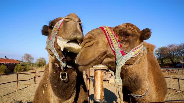 camels in a farm close up, su02