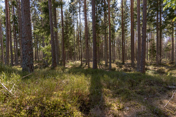 backlight through tree trunks in Swedish forest