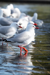 Fototapeta premium Sea Gulls Bathing in Public Well