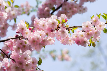 Nice pink Japanese Cherry Blossom flowers, Sakura, under the warm spring sun