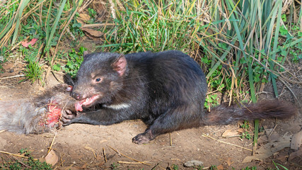 Tasmanian Devil Feeding