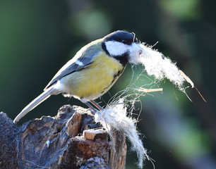 Kohlmeise mit Nest material 